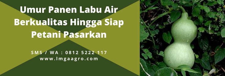 Budidaya labu air, daun labu air, tanaman labu air panjang, tanaman blonceng, labu putih, LMGA AGRO
