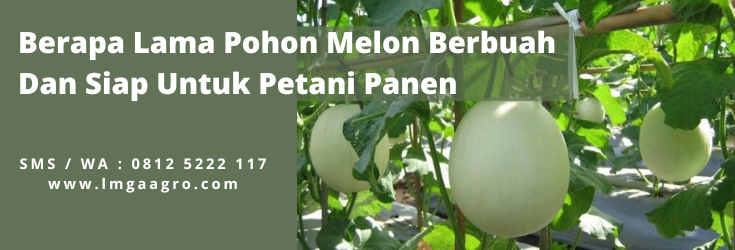 cara menanam melon, tanam melon, berapa lama pohon melon berbuah, tumbuhan melon, tanaman buah melon, lmga agro