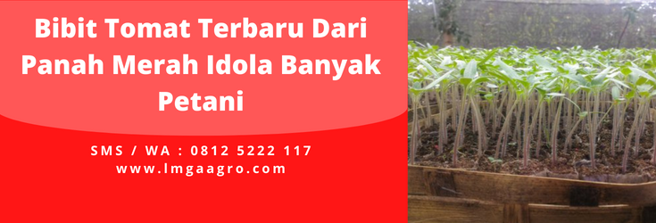 Cara menanam tomat, budidaya tomat, tanam tomat, bibit pohon tomat, cara merawat tomat, lmga agro