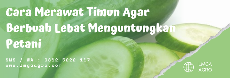 Budidaya timun, jarak tanam timun, cara menanam timun, cara merawat timun, tanam timun, lmga agro