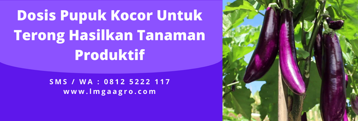 Pupuk terong yang bagus, pupuk untuk terong agar berbuah lebat, budidaya terong, pohon terong, masakan terong, lmga agro