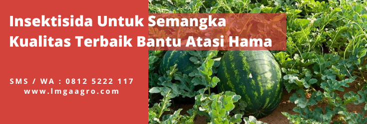 Insektisida sistemik, perawatan semangka, pohon semangka,tanaman semangka, budidaya semangka, lmga agro