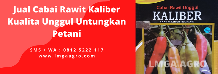 Tanam cabe, cabe rawit merah, tanam cabai, cara menanam cabe, tanaman cabe, tanaman cabai, lmga agro