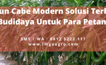 Kebun cabe modern, cabai merah besar, budidaya cabe, cara menanam cabe, bibit cabe, lmga agro