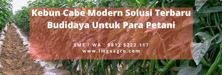Kebun cabe modern, cabai merah besar, budidaya cabe, cara menanam cabe, bibit cabe, lmga agro