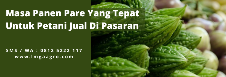manfaat pare, khasiat pare, pohon pare, umur panen pare, bibit pare unggul, lmga agro