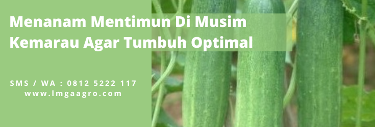 Cara menanam timun, budidaya timun, khasiat timun, kemarau adalah, jarak mentimun yang baik, Lmga agro