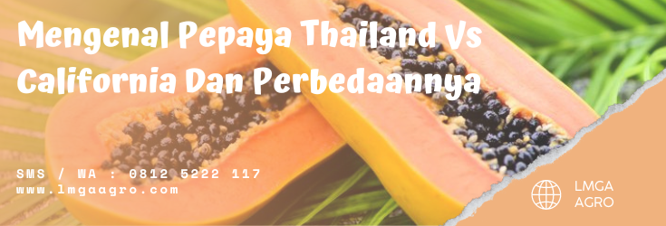 Pepaya bangkok, budidaya pepaya, budidaya pepaya california, cara menanam pepaya califronia, pepaya bangkok super, lmga agro