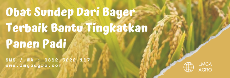 tanaman padi, bayer indonesia, hama sundep, obat sundep padi sawah, insek produk bayer, lmga agro