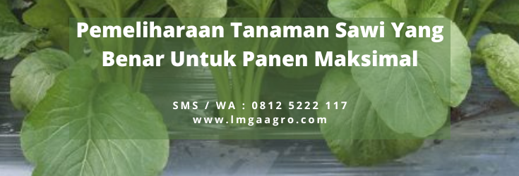 Manfaat sawi, cara menanam sawi, sawi sendok, pemeliharaan tanaman sawi, sayur caisim, lmga agro