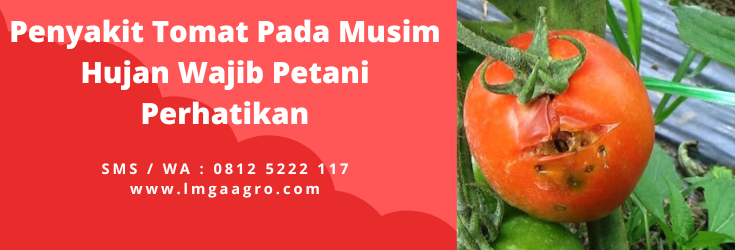 Fungisida untuk tomat di musim hujan, obat untuk tanaman tomat, penyakit tomat pada musim hujan, pohon tomat, daun tomat kering, lmga agro