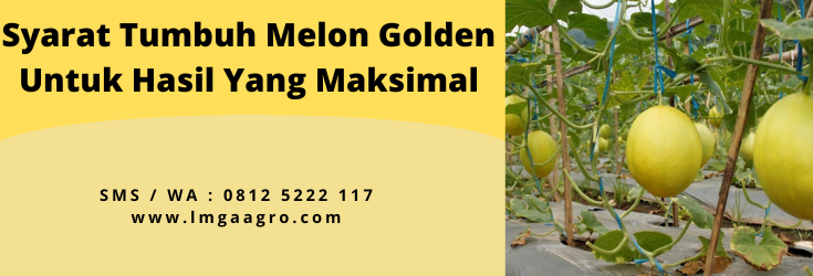 syarat tumbuh tanaman melon, budidaya melon, tumbuhan melon, umur tanaman melon, tanaman buah melon, lmga agro