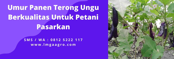 Budidaya terong, cara menanam terong, cara menanam terong ungu, tanaman terong ungu, panen terong, lmga agro