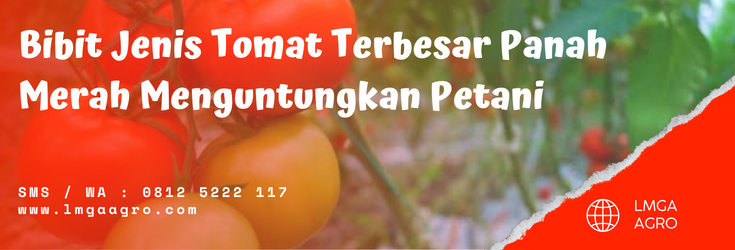 Tomat buah, jenis tomat terbesar, pertanian tomat, budidaya tomat, bibit tomat yang bagus, lmga agro