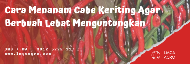 Cara menanam cabai, cara tanam cabe, budidaya cabe, cabai keriting unggul, bibit cabe keriting, LMGA AGRO
