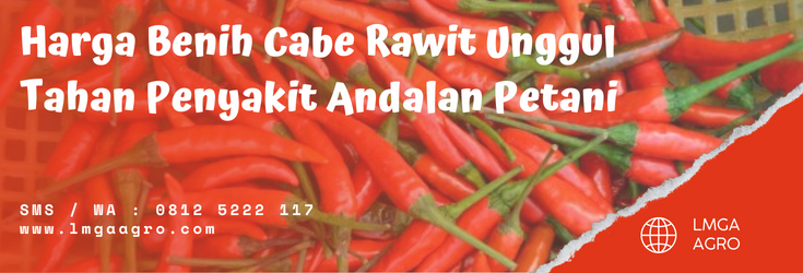 Bibit cabe rawit lokal, tanam cabai, harga cabe, bibit cabe, tanaman cabai, bibit unggul, lmga agro