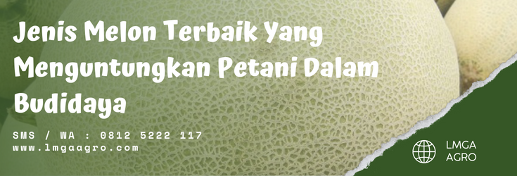 Jenis melon di indonesia, budidaya melon, tanaman buah melon, tumbuhan melon, cara menanam melon, lmga agro