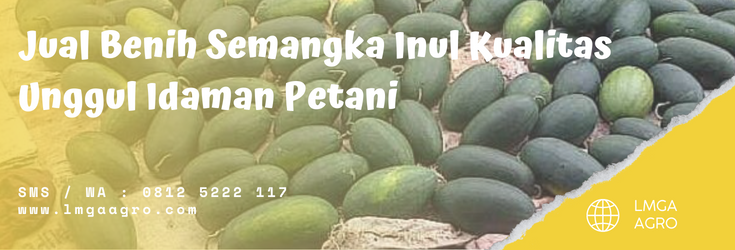 Pohon semangka inul, budidaya semangka, cara menanam semangka, budidaya semangka inul, umur panen semangka, lmga agro