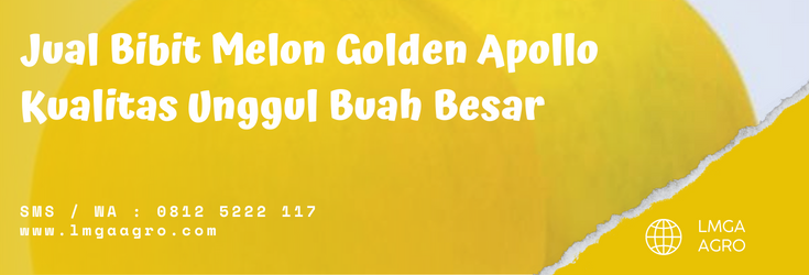 tanaman melon, benih melon apollo, pohon melon, melon kulit kuning, budidaya melon golden, lmga agro