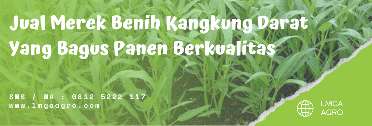 Budidaya kangkung, kangkung darat, cara merawat kangkung, pertumbuhan kangkung, bibit kangkung yang bagus, LMGA AGRO
