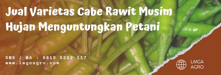 varietas cabe rawit musim hujan, tanam cabe, lmga agro, bibit cabe, tanaman cabai, bibit unggul