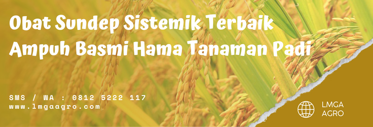 insektisida untuk padi, insektisida padi, pestisida untuk sundep, tanam padi, penanaman padi, lmga agro