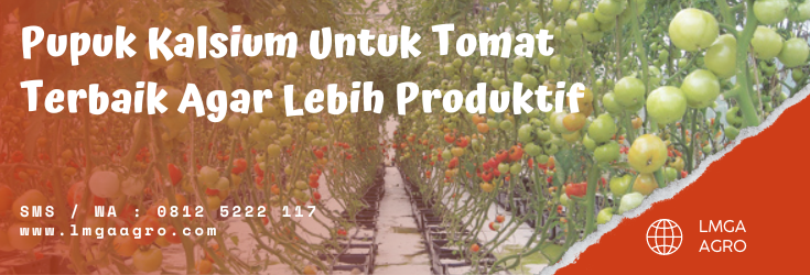 Manfaat buah tomat, kandungan tomat, pupuk anorganik, sayur tomat, khasiat tomat, LMGA AGRO