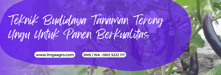 Budidaya terong ungu, tanaman terong ungu, budidaya tanaman terong, pohon terong, budidaya tanaman terong, LMGA AGRO