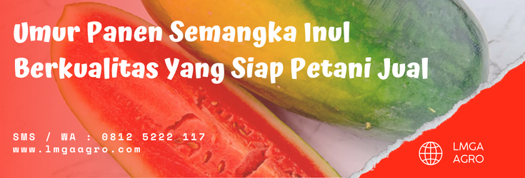 Pohon semangka inul, budidaya semangka, cara menanam semangka, budidaya semangka inul, pohon semangka, lmga agro