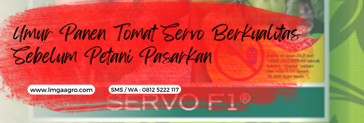 Benih tomat servo, kandungan tomat, manfaat tomat, umur panen tomat hingga panen, umur tomat servo, LMGA AGRO