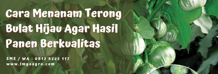 cara menanam terong bulat hijau, tanaman terong, budidaya terong, budidaya tanaman terong, terong lalap hijau, LMGA AGRO