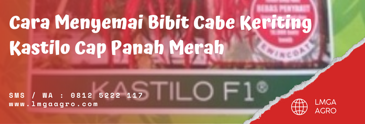 Benih cabe keriting terbaik, budidaya cabe, pohon cabe, cara menyemai bibit cabe keriting, tanam cabai, bibit cabe kastilo, LMGA AGRO