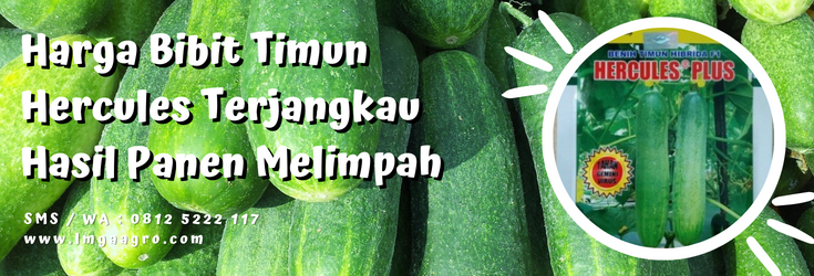 Harga bibit timun hercules, budidaya timun, timun hijau, timun sayur, bibit timun hercules, LMGA AGRO