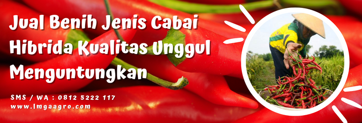 Cabai hibrida, budidaya cabe, jenis cabai hibrida, bibit cabe, menanam cabai, LMGA AGRO