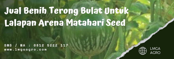 terong bulat untuk lalapan, pohon terong lalap, tanaman terong lalap, budidaya terong lalap, manfaat terong lalap, LMGA AGRO