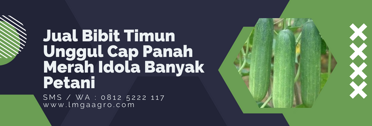 Tanam timun, budidaya timun, bibit timun panah merah, benih mentimun,benih timun cap panah merah, LMGA AGRO