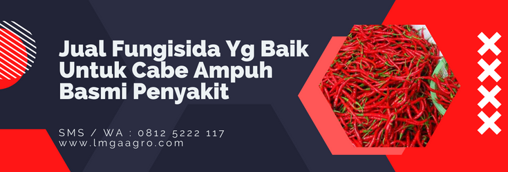Fungisida untuk cabe, fungisida yg baik untuk cabe, budidaya cabe, pohon cabe, cara menanam cabe, LMGA AGRO