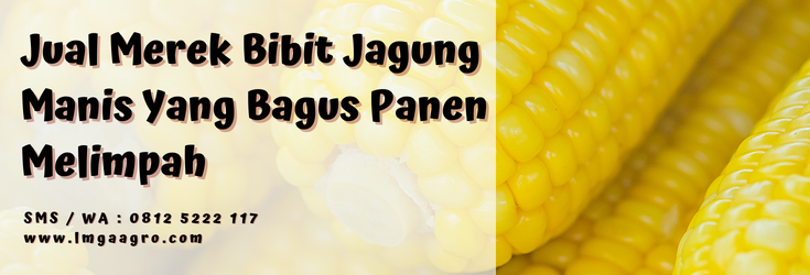Pohon jagung, harga benih jagung manis, cara budidaya jagung manis, varietas jagung manis, jenis jagung manis, LMGA AGRO