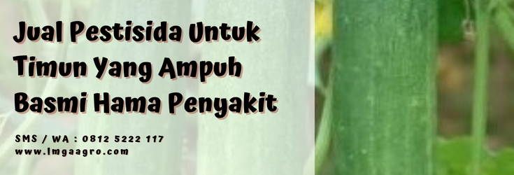 Pestisida untuk timun, tanam timun, pohon timun, budidaya timun, obat timun, LMGA AGRO
