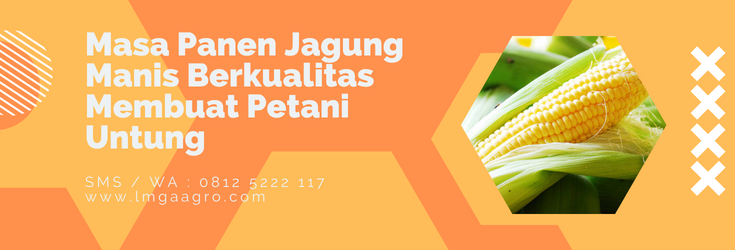 Tanaman jagung, panen jagung manis, cara budidaya jagung, menanam jagung, kebun jagung manis, LMGA AGRO