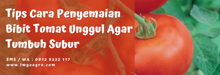 Pohon tomat, cara penyemaian bibit tomat, tanam tomat, budidaya tomat, sayur tomat, LMGA AGRO