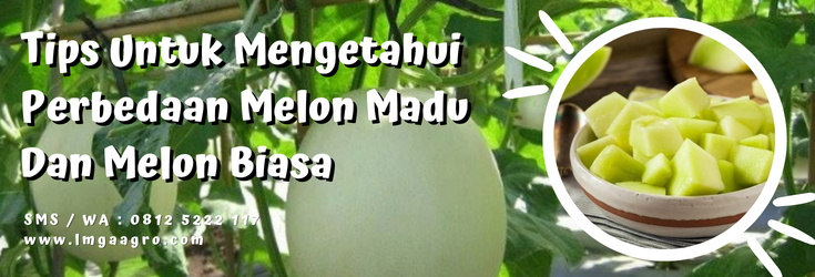 Jenis jenis melon, perbedaan melon madu dan melon biasa, budidaya melon, tanaman buah melon, varietas melon, LMGA AGRO