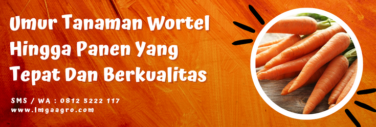 Umur tanaman wortel, cara budidaya wortel, cara menanam wortel, panen wortel, khasiat wortel, LMGA AGRO