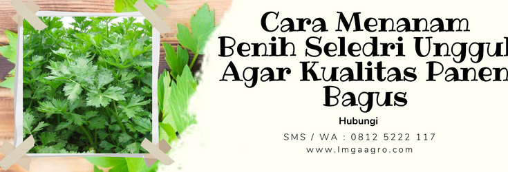 Cara menanam seledri, bibit daun seledri, jenis seledri, bibi seledri, cara menyuburkan tanaman seledri, LMGA AGRO