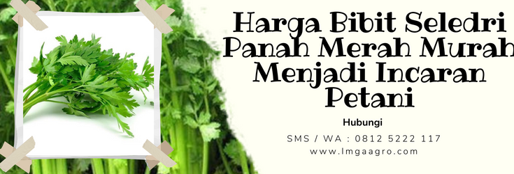 Bibit seledri, harga bibit seledri, kebun seledri, cara menanam seledri, jenis seledri, LMGA AGRO