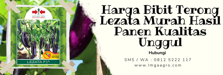 Budidaya terong, bibit terong lezata, tanaman terong ungu, sayur terong, pohon terong, LMGA AGRO