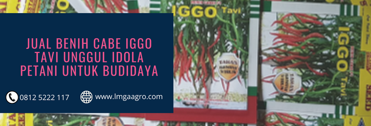 Bibit cabe iggo, budidaya cabe, tanaman cabe, tanam cabe, jenis cabe, LMGA AGRO