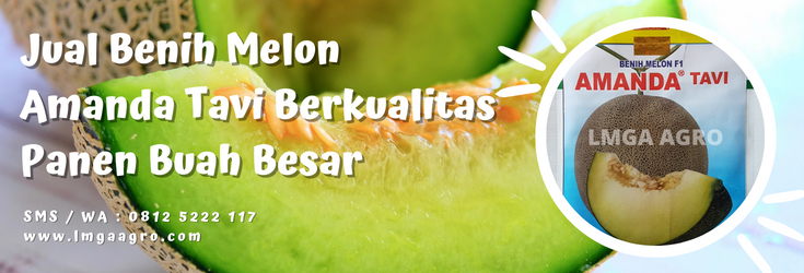 Tanam melon, pohon melon, benih melon terbaik, benih melon madu, budidaya melon, LMGA AGRO