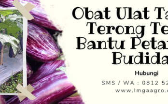 Obat ulat tanaman terong, jenis ulat grayak, budidaya terong, tanaman terong ungu,budidaya tanaman terong, LMGA AGRO