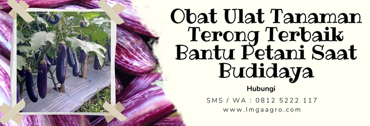 Obat ulat tanaman terong, jenis ulat grayak, budidaya terong, tanaman terong ungu,budidaya tanaman terong, LMGA AGRO